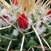 Mammillaria _compressa_ ssp.compressa _'bernalensis' _04